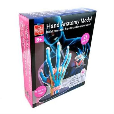 Набор для экспериментов EDU-Toys Модель руки сборная, 16,5 см (SK058) | Зображення 2