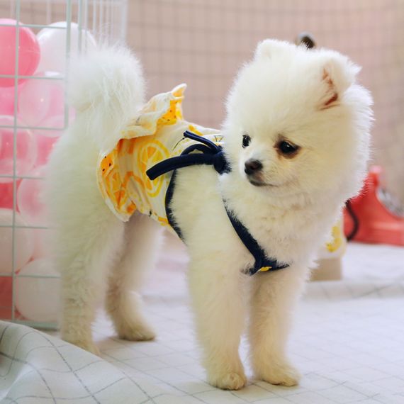 Платье для собак PetCircle "Лимончики" белая | Зображення 3