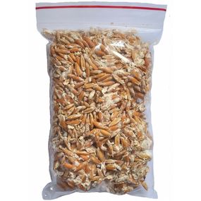 Живий зерновий міцелій гливи - 100 г