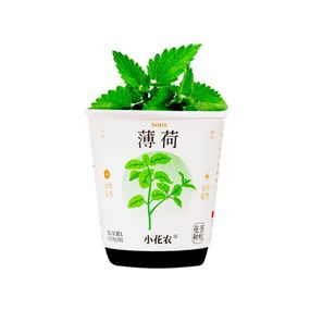 Ботанические эксперименты "Цветы в горшке" X2024-153-2 почва, семена, стакан с крышкой