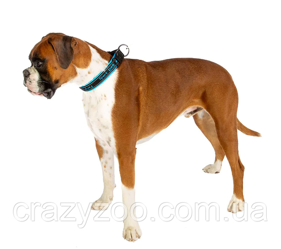 Нашийник для собак Ferplast Sport Dog С25/55 нейлоновий блакитний 2.5-45-55 см 78004125 | Зображення 2