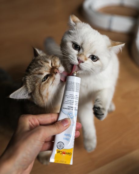 Мультивітамінна паста для зміцнення імунітету у кошенят GimCat Kitten Paste, 50 гр | Зображення 2