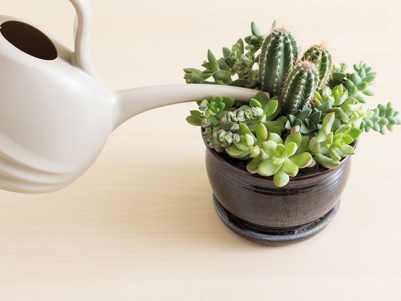 Супер Добриво Сотка Для кактусів 20г Сімейний Сад | Зображення 1