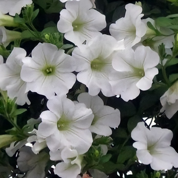 Насіння Петунія снігова куля 0,05 г (500 шт.) | Зображення 2