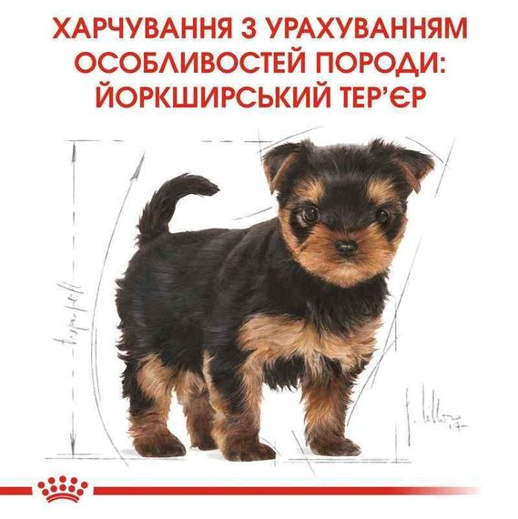 Сухий корм Royal Canin Yorkshire Terrier Puppy для цуценят породи йоркширський тер'єр віком від 2 до 10 місяців 0,5 кг | Зображення 1