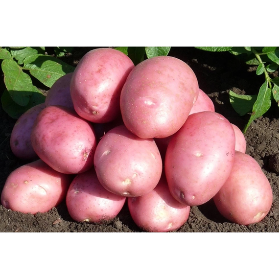 Семенной картофель "Балтик Роуз", 1 репродукция, 5 кг