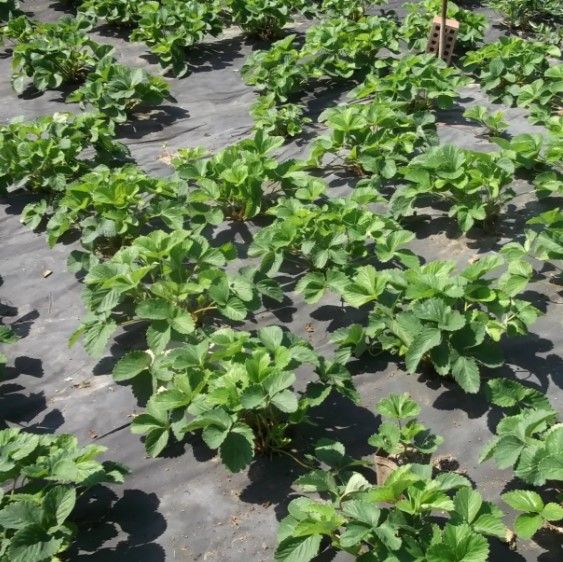 Агротканина Shadow 42 г/м² 1,6 x 50 м АВЧР000011 | Зображення 3