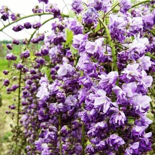 Вистерия (гліцинія) Violacea Plena (саджанці) | Зображення 1