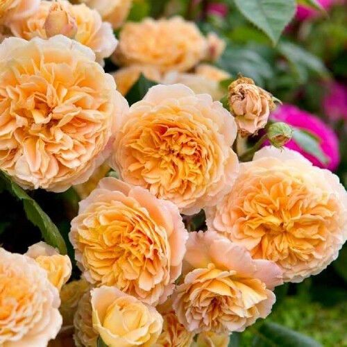 Троянди Crown Princess Margareta (саджанці) | Зображення 1