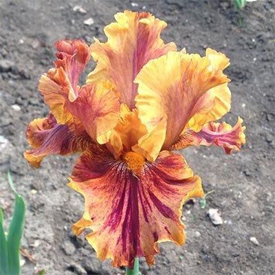 Ірис Crimson Tiger (кореневища)