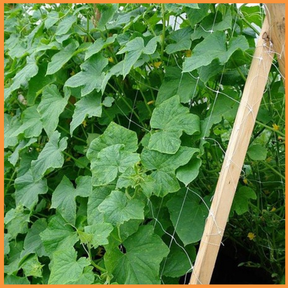 Сетка шпалерная 12,5*12,5 1*500 метров (белая) цветочная сетка | Зображення 4