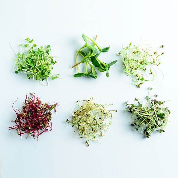 Vegebox™ by BioChef - Table Box - набір садовий для гідропоніки | Зображення 4