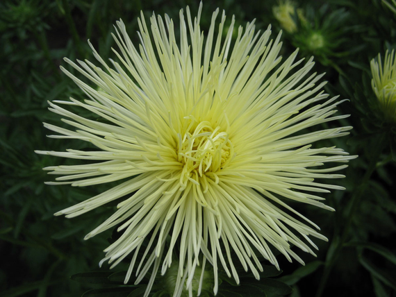 Насіння Айстра жовта голка 0,3 г (Насіння країни) | Зображення 1