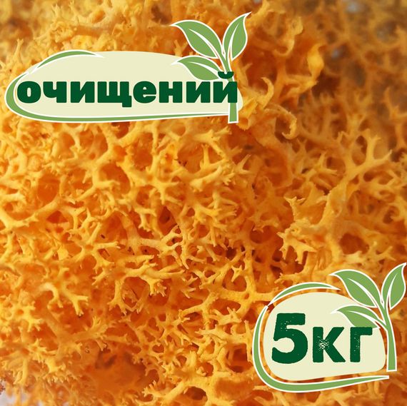 Очищений стабілізований мох ягель Жовтий осінній 5 кг