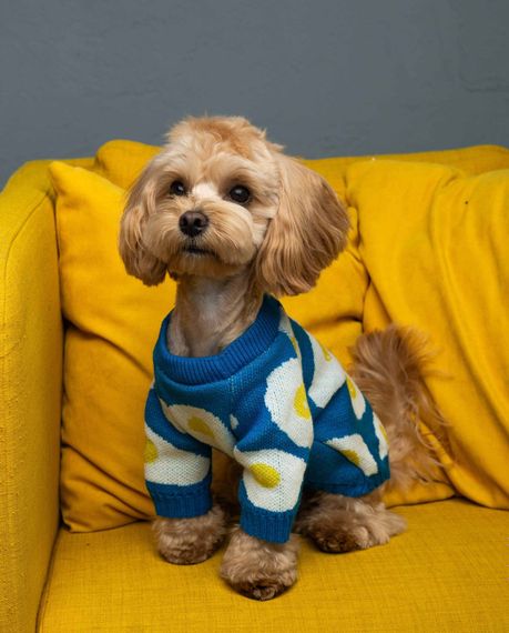 Светр в'язаний яєчня синiй Y-347 | Зображення 1