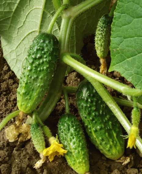 Насіння огірка Вісконсін, 0,5 кг | Зображення 1