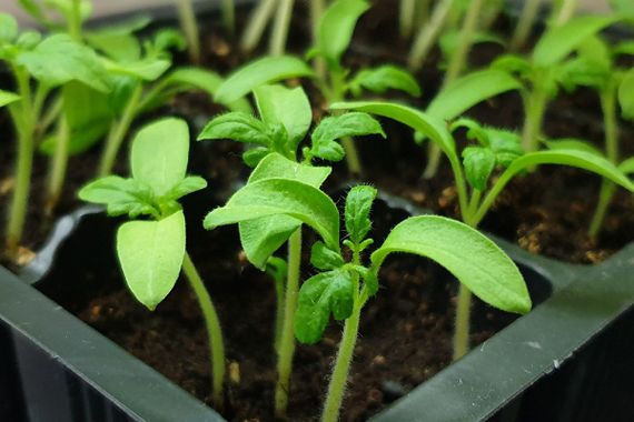 Кокосовий субстрат розпушений 1,5 л | Зображення 2