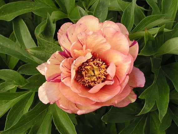 Півонія Келлі' з Меморі (Paeonia Callie's Memory) кореневище | Зображення 2