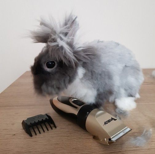 Машинка для стрижки животных Purlov 24089 | 4 насадки | Тихая | Регулировка лезвия 0,8–2,0 мм | Компактная | Аккумуляторная | Зображення 1