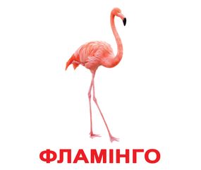 Набір карток Домана - Птахи. Українською. Без ламінації.