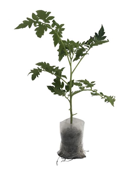 Мішечки для розсади біорозкладні 0.35л (12*12) із спанбонду | Зображення 3