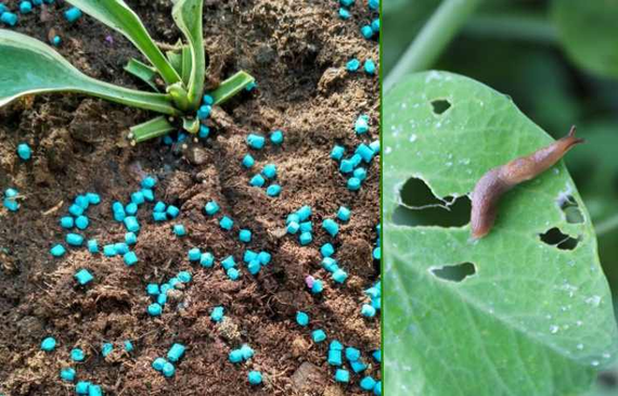 Інсектицид Уліцид 20 г | Зображення 1