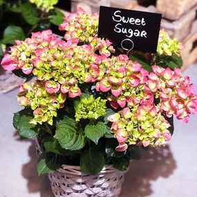 Гортензія Hi Sweet Sugar