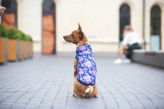 Курточка для собак WAUDOG Clothes малюнок "Рік та Морті 1", M40, В 63-67 см, С 39-43 см | Зображення 4