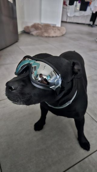 Захисні окуляри для собак з УФ-захистом, регульовані, вітрозахисні, водонепроникні, проти запотівання, для великих порід | Зображення 8