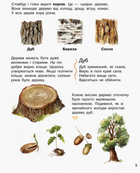 Дитяча енциклопедія про ліс 614016 для дошкільнят | Зображення 3