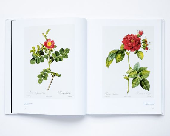 Великі художники П'єр-Жозеф Редуте. Redoute the bible of rose мистецтво живопис книги для художників | Зображення 6