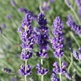 Лаванда Dark Hidcote Blue (сажіанці)