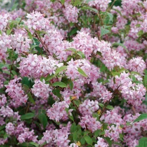 Дейція Mont Rose (саджанці) | Зображення 1