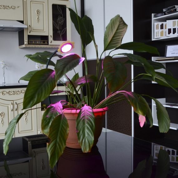 Фитосветильник для растений LED IP53 LED-36/3W Fito GROW | Зображення 3