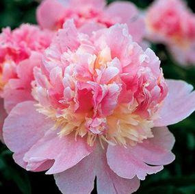 Півонія Гарден Треже (Paeonia Garden Treasure) кореневище