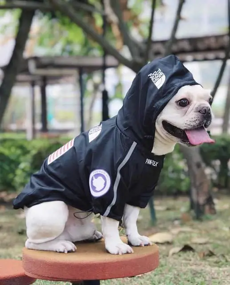 Куртка ветровка з тонкою підкладкою водонепроникна the dog face для собак чорна M розмір | Зображення 2