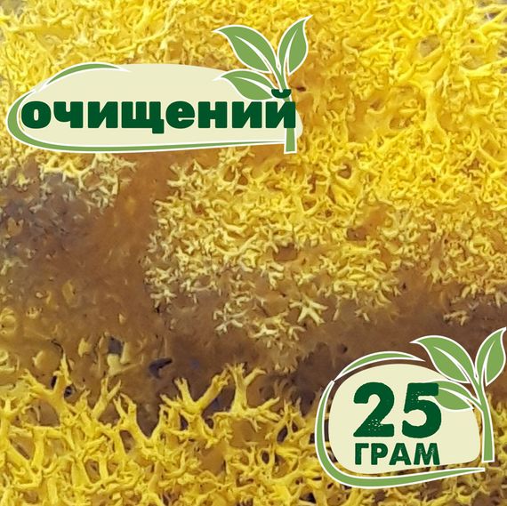 Очищенный стабилизированный мох ягель Nordic moss Желтый лимонный 25 грамм
