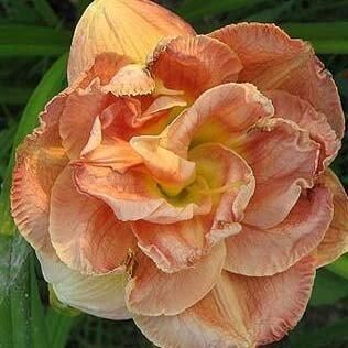Лілейник Double Pink Peony (саджанці) | Зображення 2