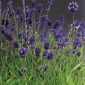 Лаванда Lavance Purple (сажниці)
