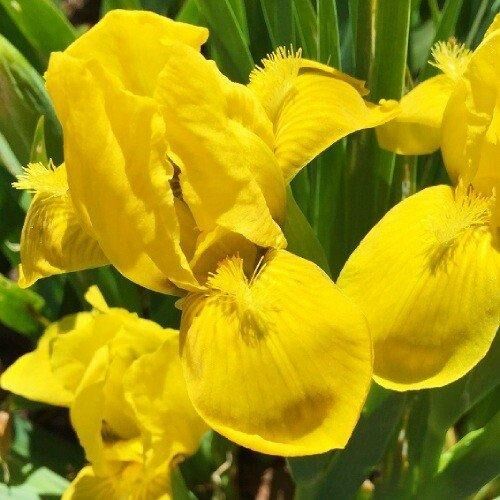 Ірис Pumila Brassie (кореневища) | Зображення 1