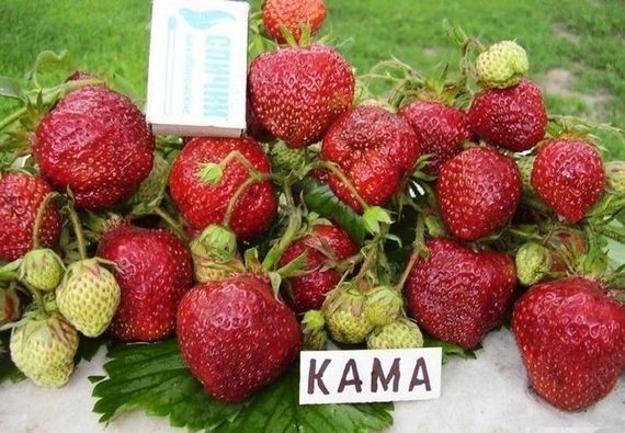 Полуниця Кама (рання)