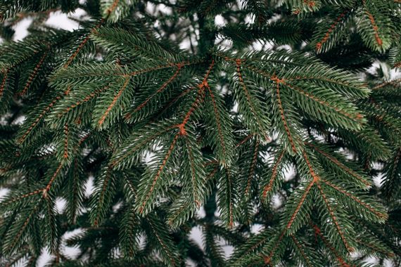 Елка искусственная литая Бельгийская зеленая 1,5м | Зображення 3