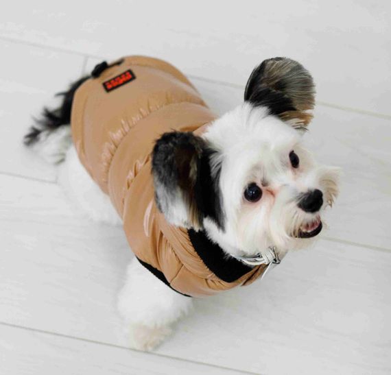 Жилет лакований карамель G-93