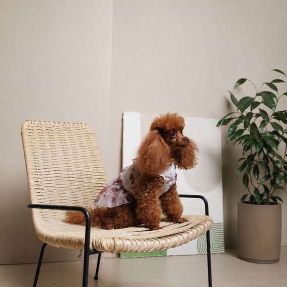 Сукня Pet Fashion Amelia для собак S | Зображення 6