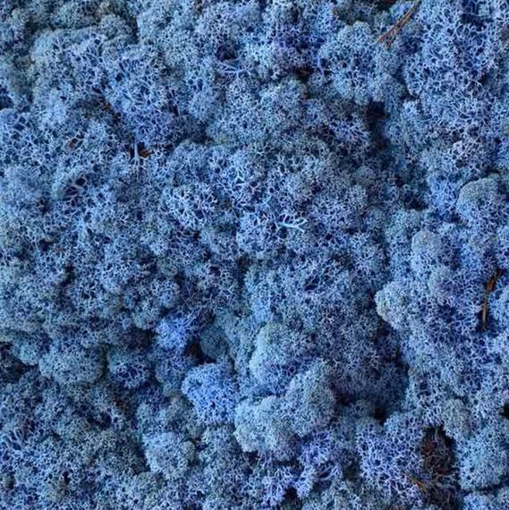 Очищенный стабилизированный мох ягель Nordic moss Лавандовый 25 грамм | Зображення 1
