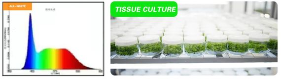 Светильник для растений FLF-09 LED 9W Fito GROW (All White) | Зображення 1