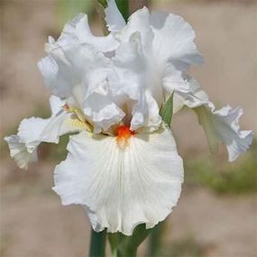 Ірис Nordica (кореневища)
