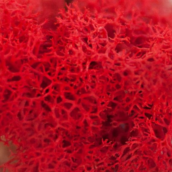 Очищенный стабилизированный мох ягель Nordic moss Красный 100 грамм | Зображення 5