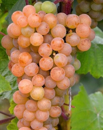 Виноград Платовський (дуже ранній, винний)