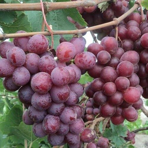 Виноград Ред Глоуб